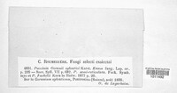 Puccinia geranii image